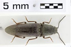 Foto (Dorsalansicht) von Propsephus athoiformis (NHMW-ZOO-COL-0011049)